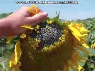 Реальний пристрасть з підліток пара в в поле з sunflowers